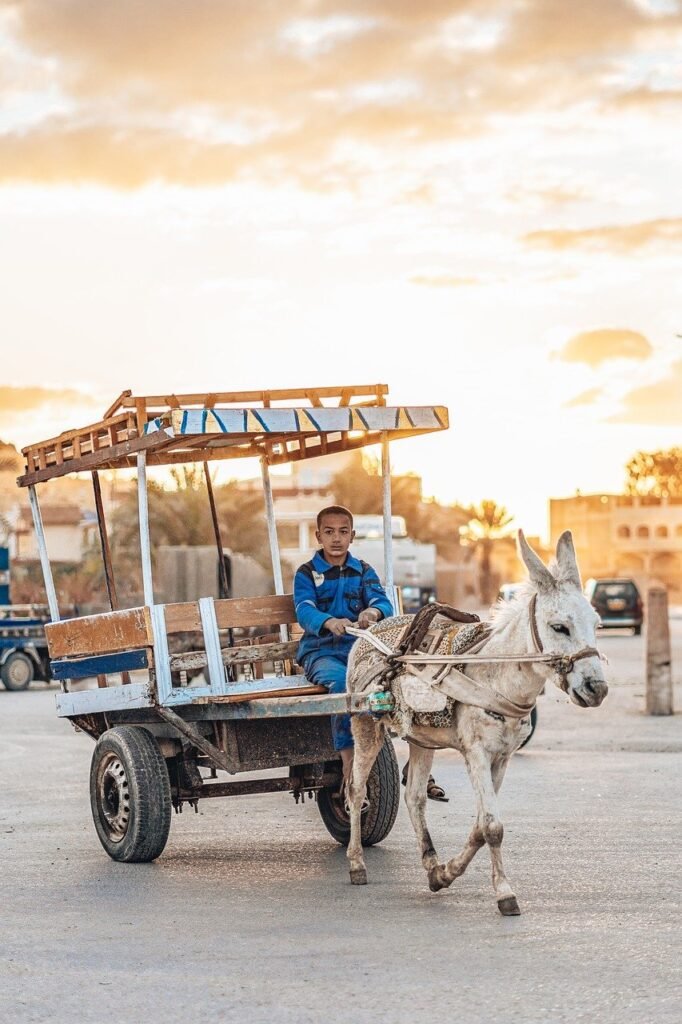 donkey, desert, siwa